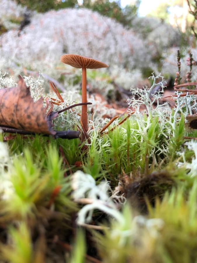 Mysig Och Modern Stuga Pa Snoegard, Naera Havet Och Naturen Lur  Ngoại thất bức ảnh